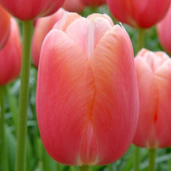 Tulipa 'Menton'