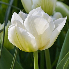 Tulipa 'North Cap'