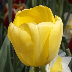 Tulipa 'Novi Sun'