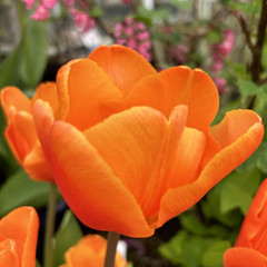 Tulipa 'Orange Sherpa'