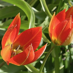 Tulipa orphanidea Whittallii Group