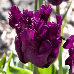 Tulipa 'Parrot Negrita'