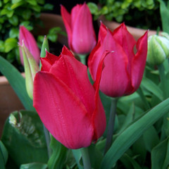 Tulipa 'Pieter De Leur'
