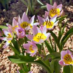 Tulipa saxatilis