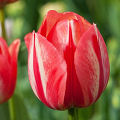 Tulipa 'Spring Break'