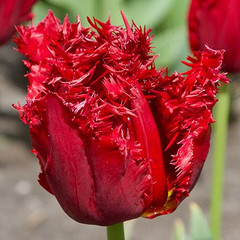 Tulipa 'Versace'