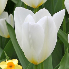 Tulipa 'White Emperor'
