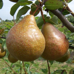 Pear - Durondeau