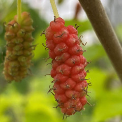 Mulberry Illinois Everlasting