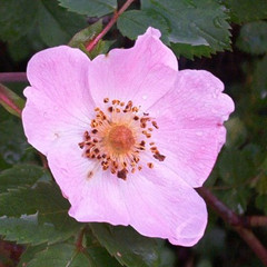 Native hedging - Dog rose