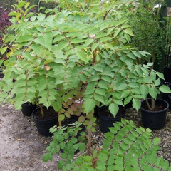 Aralia elata