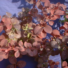 Berberis x ottawensis 'Superba'