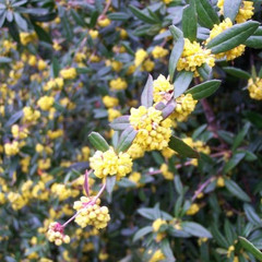Berberis x stenophylla