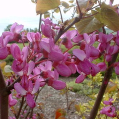 Cercis siliquastrum