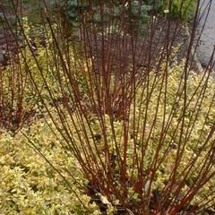 Cornus alba 'Elegantissima'