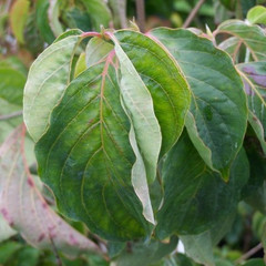 Cornus kousa