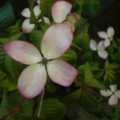 Cornus kousa 'Satomi'