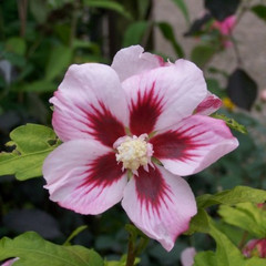 Hibiscus syriacus 'Hamabo'