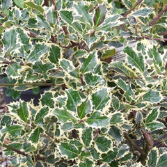 Ilex aquifolium 'Argentea Marginata'
