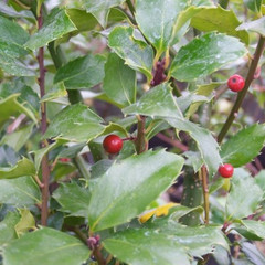 Ilex meserveae 'Blue Maid'