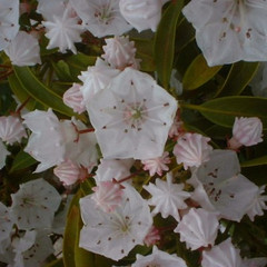 Kalmia latifolia