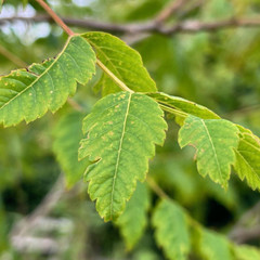 Koelreuteria paniculata