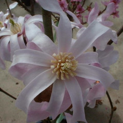 Magnolia x loebneri 'Leonard Messel'