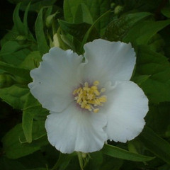 Philadelphus 'Belle Etoile'