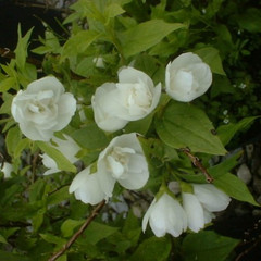 Philadelphus 'Manteau d'Hermine'