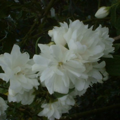 Philadelphus 'Virginal'