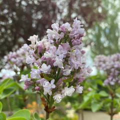Syringa vulgaris 'Katherine Havemeyer'