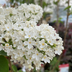 Syringa vulgaris 'Mont Blanc'