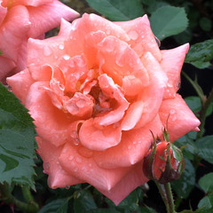 Rosa 'Cider Cup'