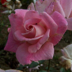 Rosa 'Grace Sharington'