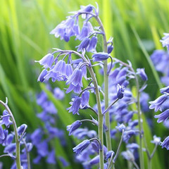 English Bluebell Hyacinthoides non-scripta