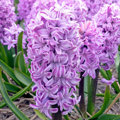 Hyacinthus Purple Voice