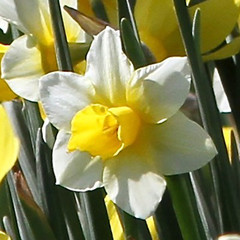 Narcissus 'Golden Echo'