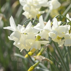 Narcissus Starlight Sensation