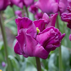 Tulipa 'Crown of Negrita'