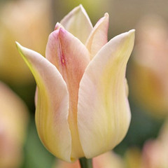 Tulipa 'Elegant Lady'