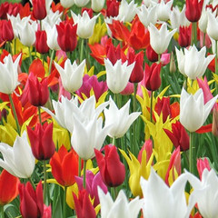 Tulipa Mixed Lily Flowered varieties