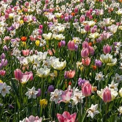 Colour Combinations  - Heavenly Soft