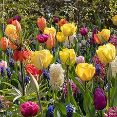 Colour Combinations  - Passion