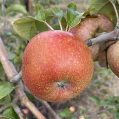 Apple - Clydeside