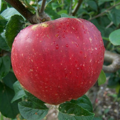 Apple - George Carpenter