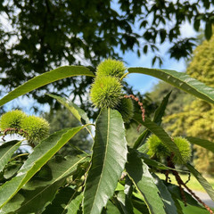 Sweet Chestnut - Common Sweet Chestnut - Common