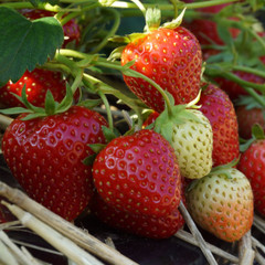 Strawberry Allegro