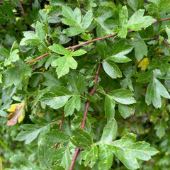 Crataegus monogyna