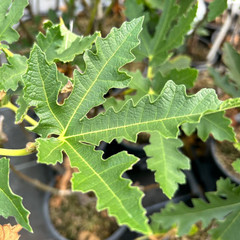 Fig Ice Crystal