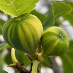 Fig Panache
